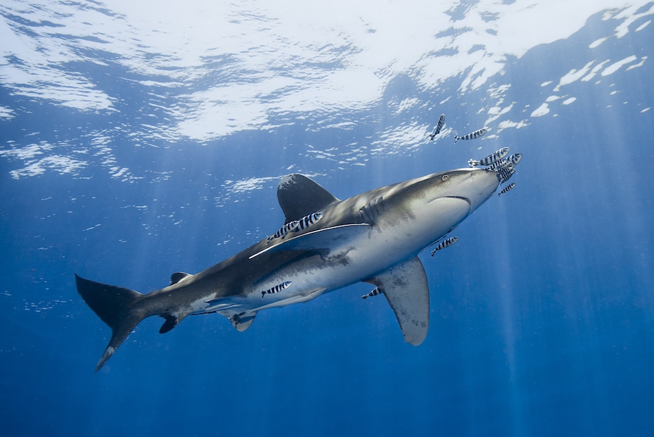 Ein majestätischer Hai schwimmt in kristallklarem Wasser, begleitet von bunten Fischen, und zeigt die Schönheit der Unterwasserwelt.