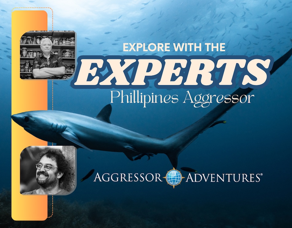 Entdecken Sie die Unterwasserwunder der Philippinen mit Tauch-Experten.