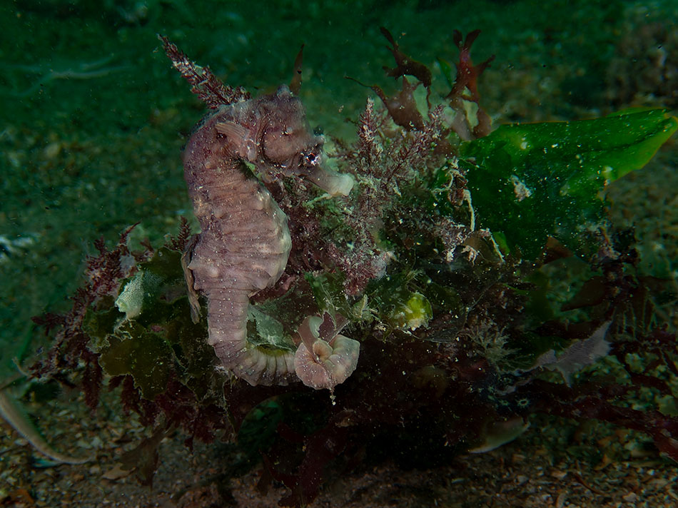 Ein Seepferdchen tarnt sich zwischen den Unterwasseralgen und veranschaulicht die marine Biodiversität.