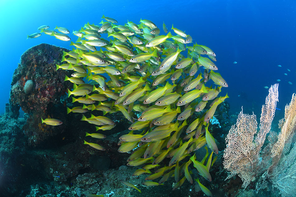 Ein Schwarm gelber Fische bewegt sich um ein lebhaftes Korallenriff.