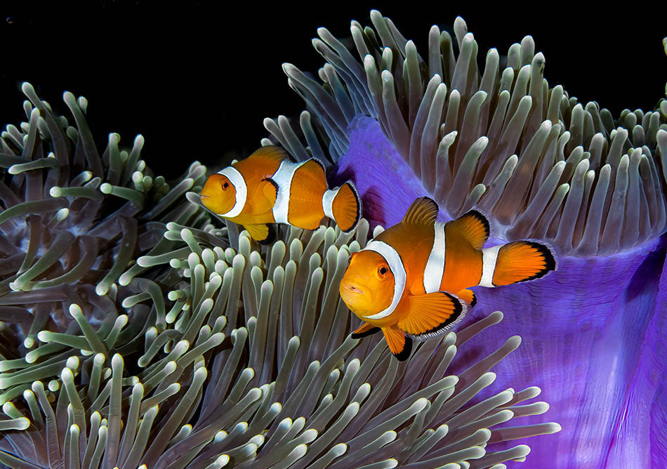 Bunte Clownfische schwimmen zwischen lebhaften Anemonen in einem faszinierenden Unterwasser-Ökosystem.