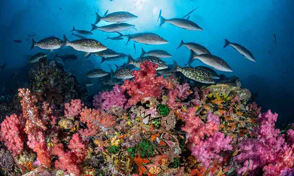 Ein lebhaftes Korallenriff beherbergt bunte Fische in einem reichen Unterwasser-Ökosystem.