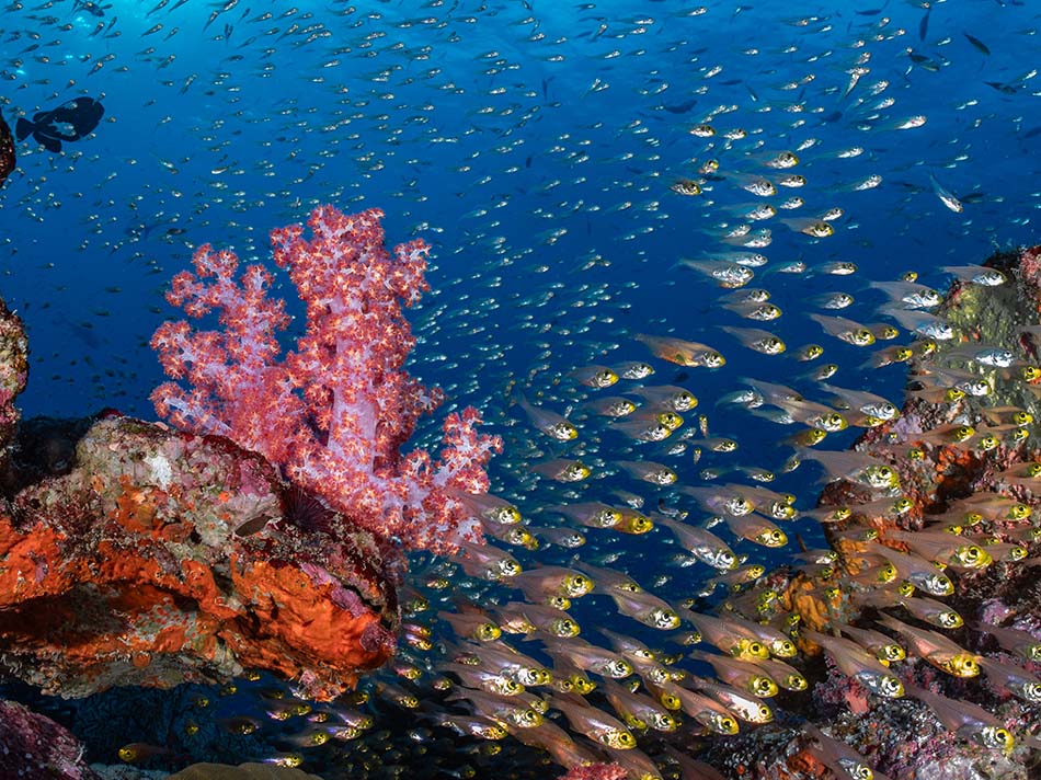 Ein lebhaftes Korallenriff beherbergt einen Schwarm bunter Fische in kristallklarem Wasser.