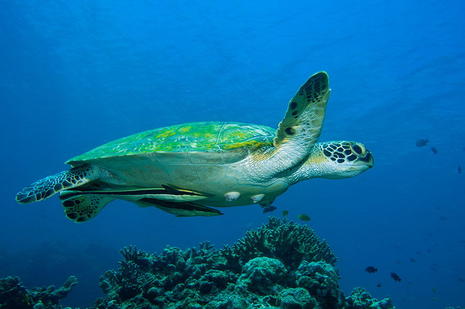 Eine Schildkröte schwimmt friedlich über den Korallen in einer lebhaften Unterwasserlandschaft.