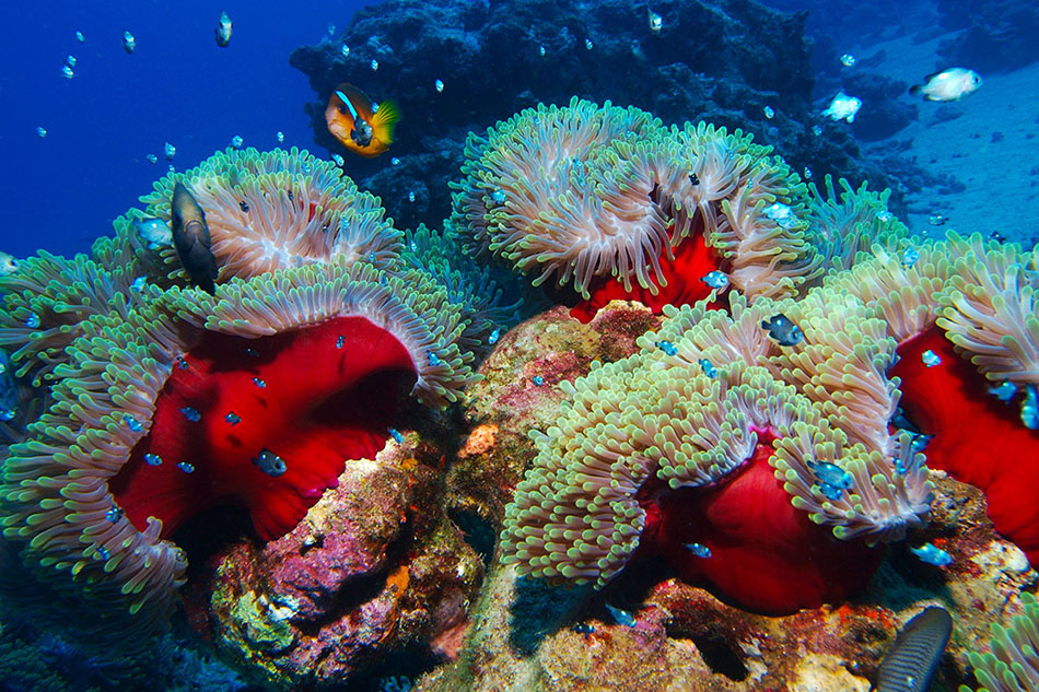Ein lebhaftes Korallenriff, bewohnt von bunten Fischen und Seeanemonen.