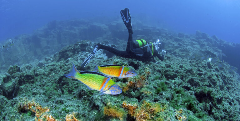 Girelle paon, thalassoma pavo