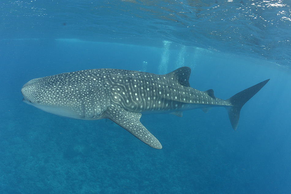 Ein majestätischer Walhai schwimmt friedlich in kristallklarem Wasser, ein Symbol der marinen Biodiversität.