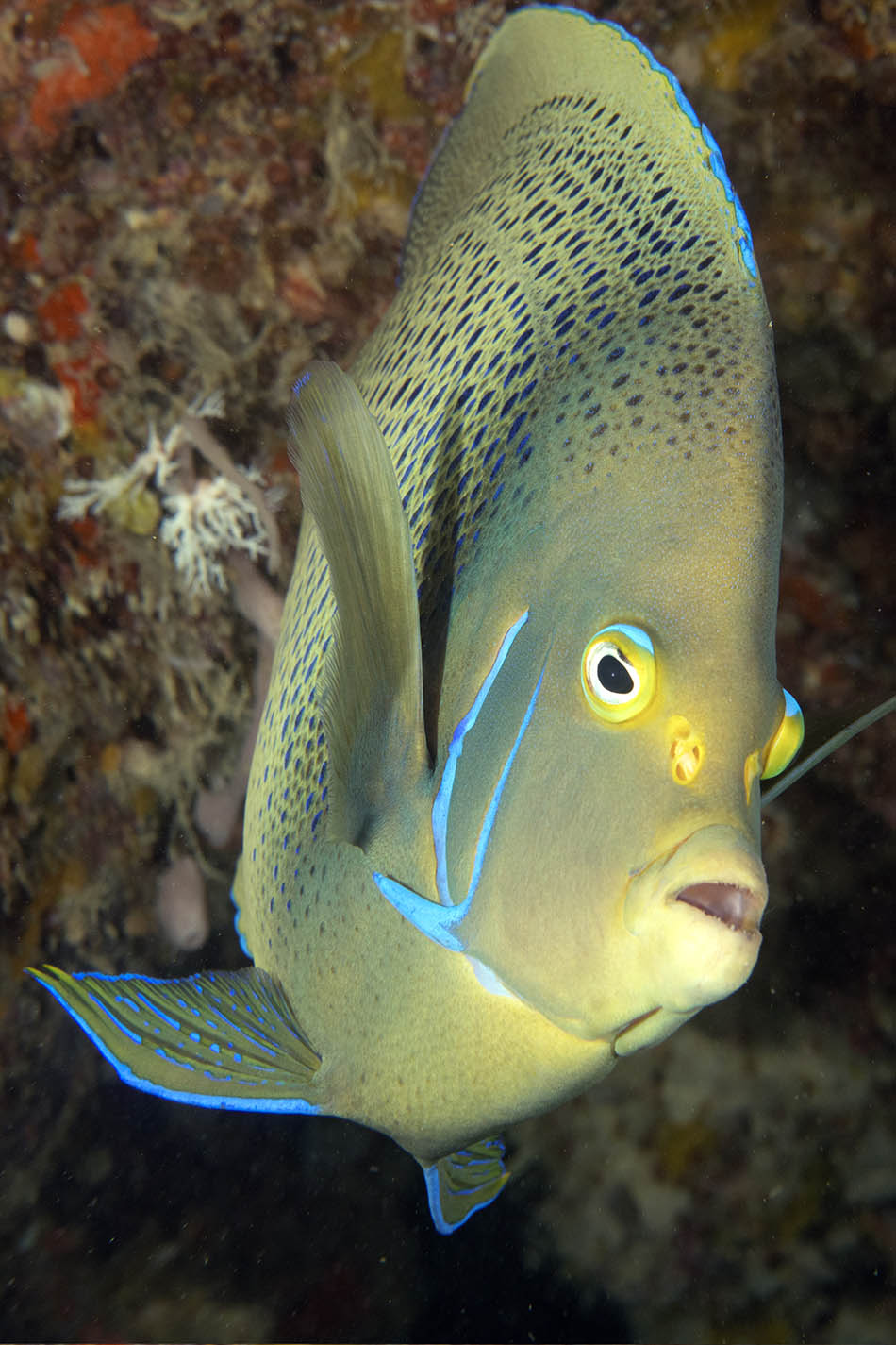 Bunter Fisch mit blauen Reflexen, emblematisch für die Unterwasser-Korallenriffe.