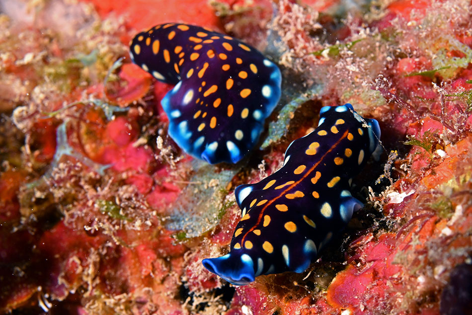 Bunte Nacktschnecken bewegen sich vor einem lebhaften Korallenhintergrund und veranschaulichen die marine Biodiversität.