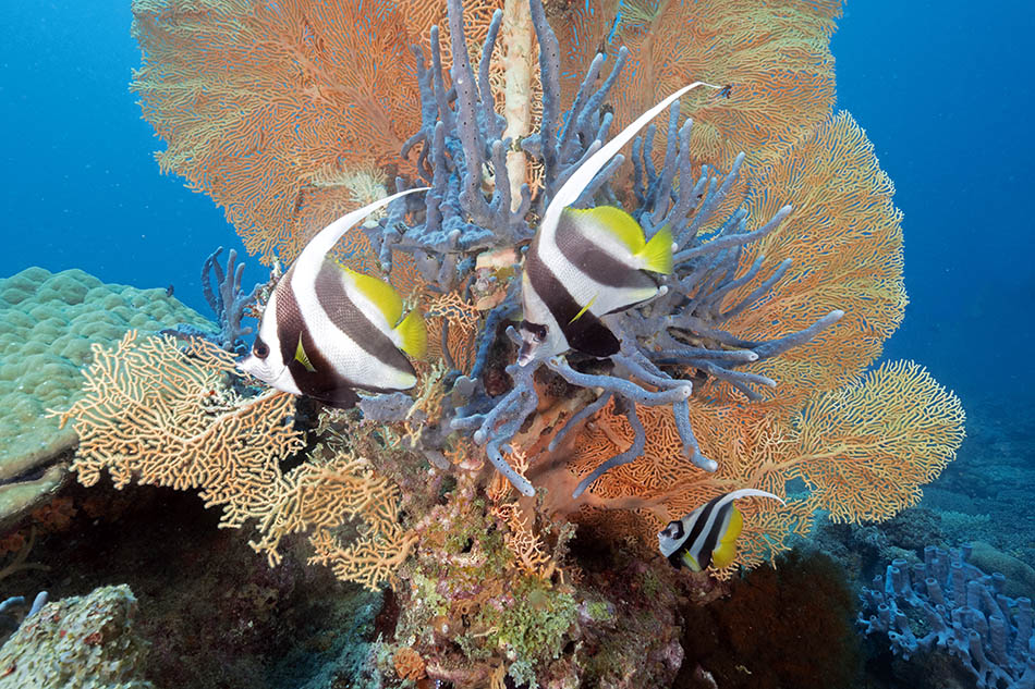 Bunte Fische bewegen sich zwischen lebhaften Korallen in einem reichen marinen Ökosystem.
