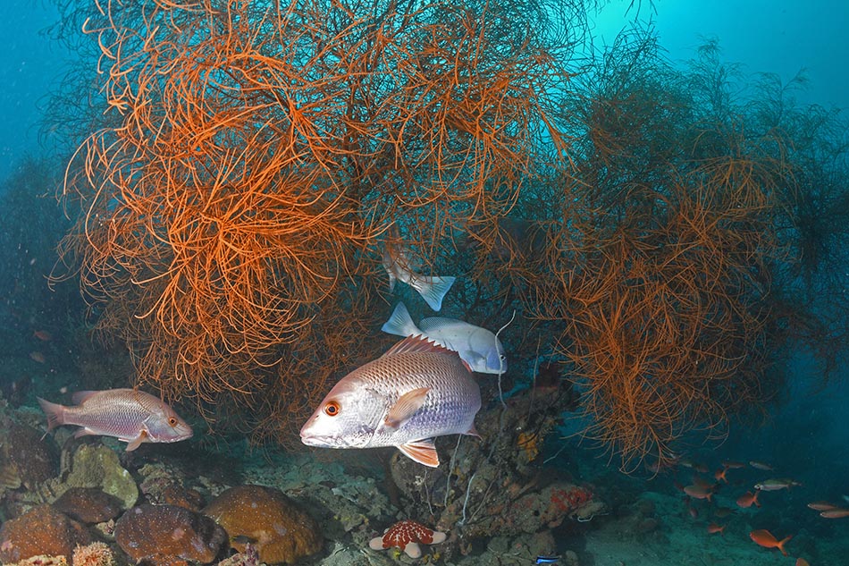 Ein Schwarm Fische bewegt sich zwischen bunten Korallen in einem lebhaften marinen Ökosystem.
