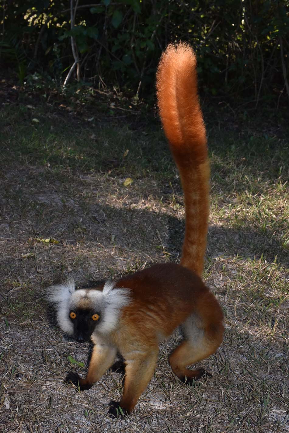 Ein lebhaft gefärbter Lemur bewegt sich in seinem natürlichen Lebensraum und veranschaulicht die einzigartige Biodiversität Madagaskars.