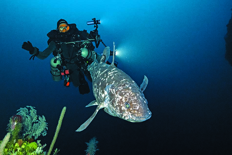 Ein Taucher erkundet die Tiefen des Meeres neben einem faszinierenden und seltenen Fisch.