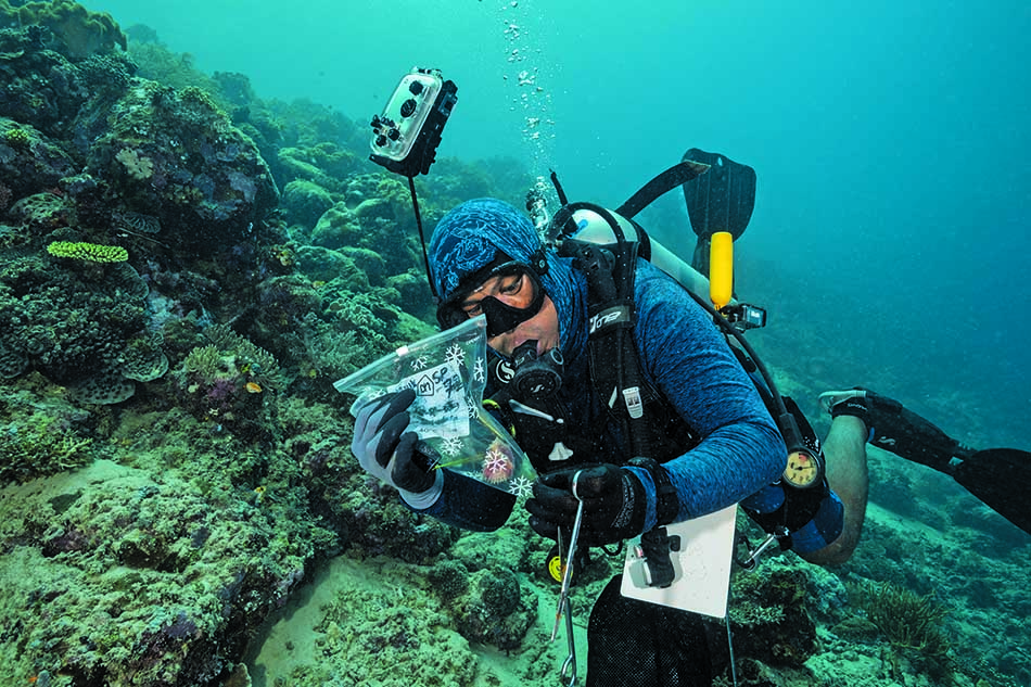 Ein Taucher untersucht eine Probe in einem Korallenriff, das reich an mariner Biodiversität ist.