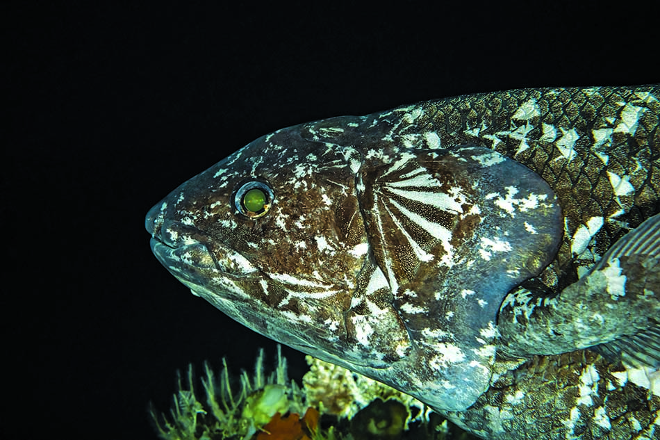 Ein farbenfroher Fisch schwimmt majestätisch in den Tiefen des Meeres und fesselt die Taucher.