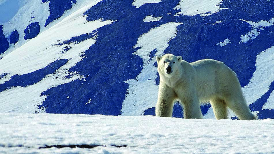 Eisbär vor einer bergigen Kulisse, Symbol für die Biodiversität der arktischen und maritimen Regionen.