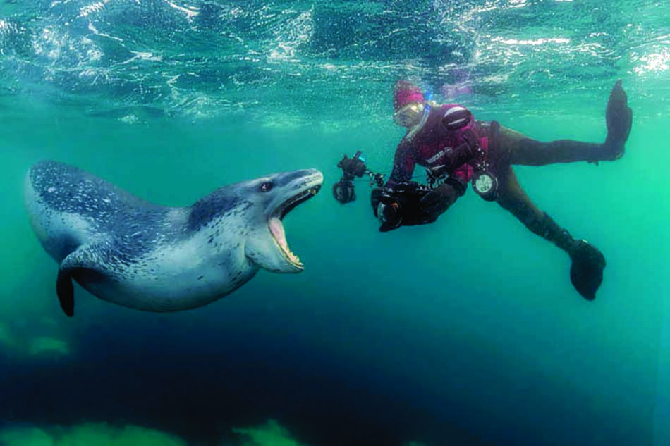 Ein Taucher trifft auf eine neugierige Robbe in kristallklarem Wasser, das die Fülle des Meereslebens veranschaulicht.