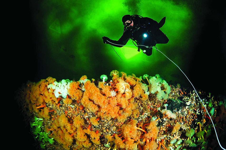 Ein Taucher erkundet ein lebendiges Unterwasserökosystem, reich an Korallen und Anemonen.