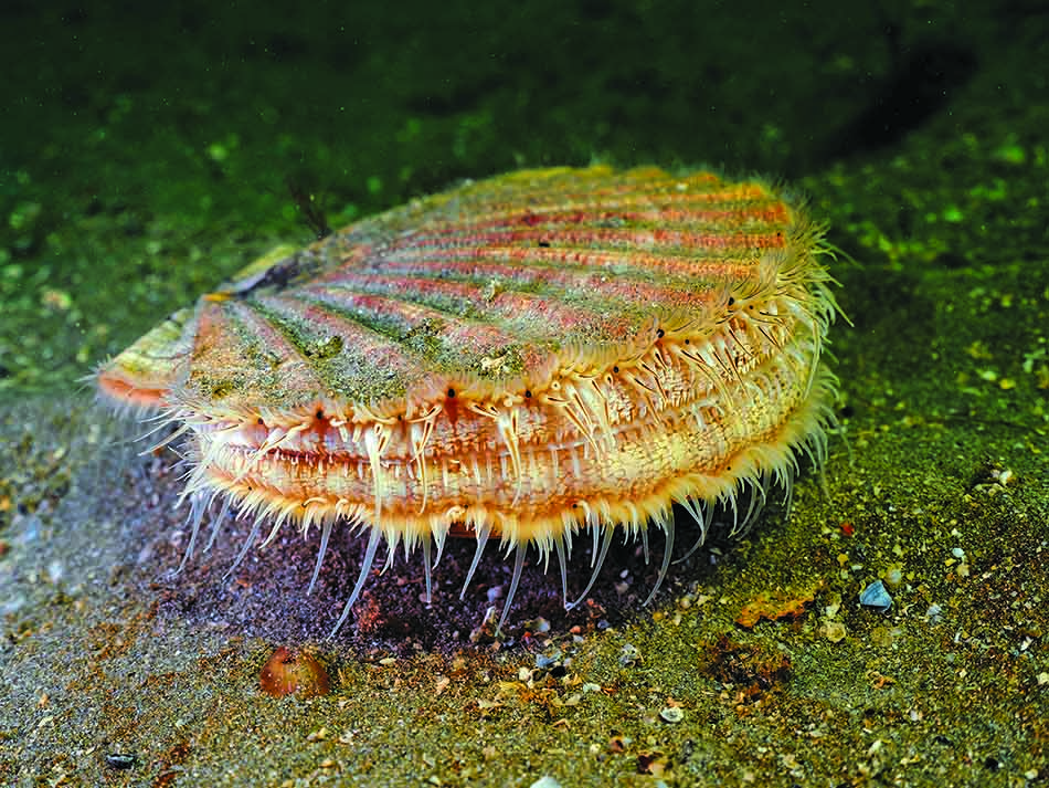 Jakobsmuschel auf dem Meeresboden, Symbol der marinen Biodiversität.
