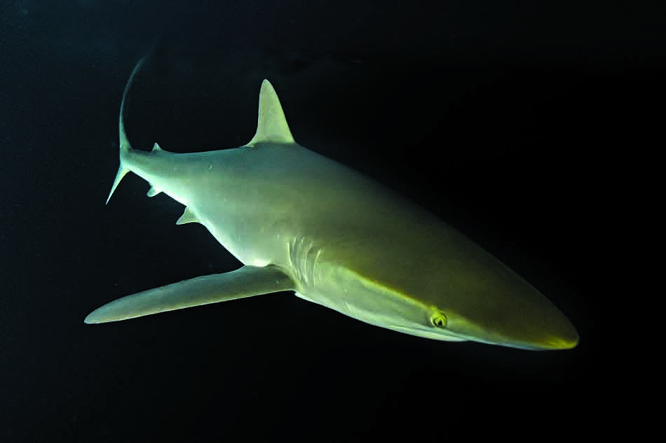 Ein Hai, der majestätisch in den dunklen Tiefen des Ozeans schwimmt.
