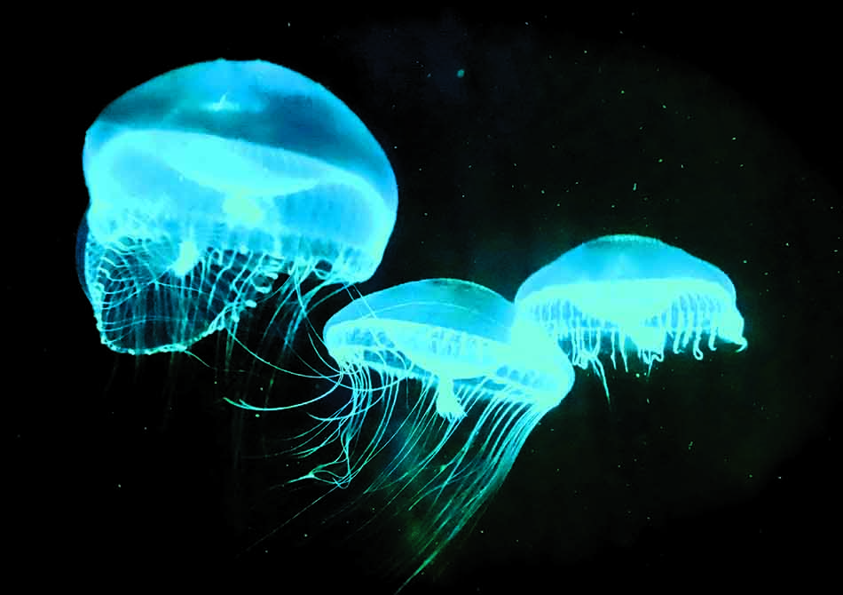 Biolumineszente Quallen, die die Tiefen des Meeres erleuchten, faszinierend für Taucher und Ozeanliebhaber.