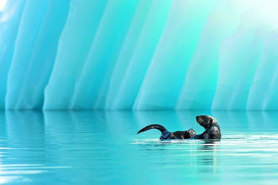 Seeotter, der friedlich in kristallklarem Wasser spielt, umgeben von majestätischen Gletschern.