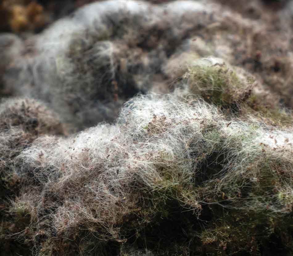 Unterwasserökosystem mit einer Textur aus Fäden und Algen, die für die marine Biodiversität unerlässlich sind.