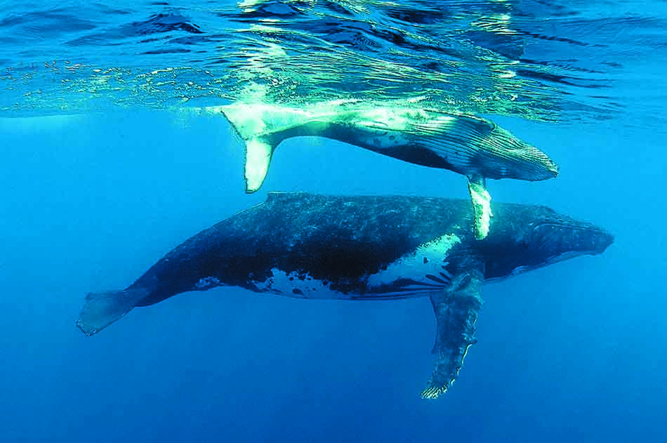 Zwei Buckelwale schwimmen zusammen in kristallklarem Wasser und zeigen die Schönheit der Unterwasserwelt.