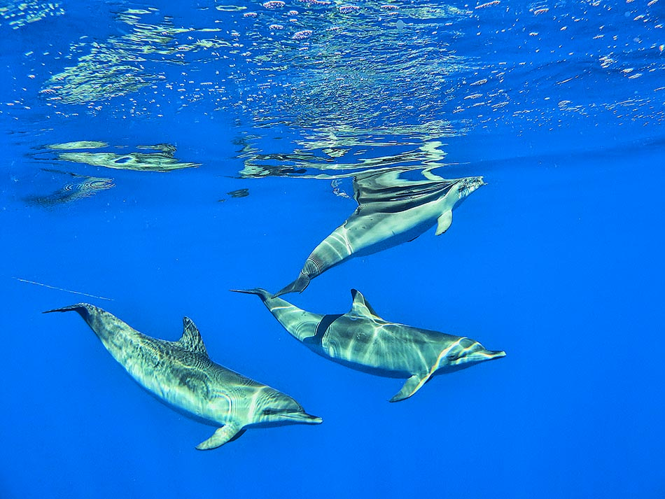 Drei Delfine schwimmen anmutig in den kristallklaren Gewässern und zeigen die Schönheit der Unterwasserwelt.