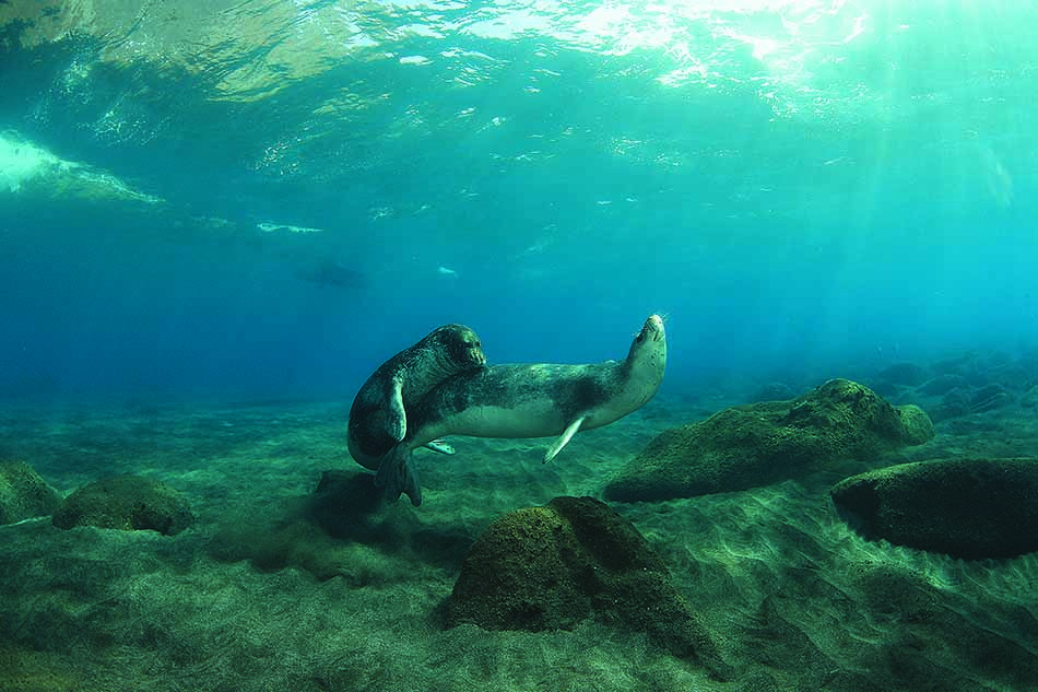 Ein Robbe schwimmt friedlich zwischen Unterwasserfelsen und veranschaulicht die Schönheit des Tauchens.