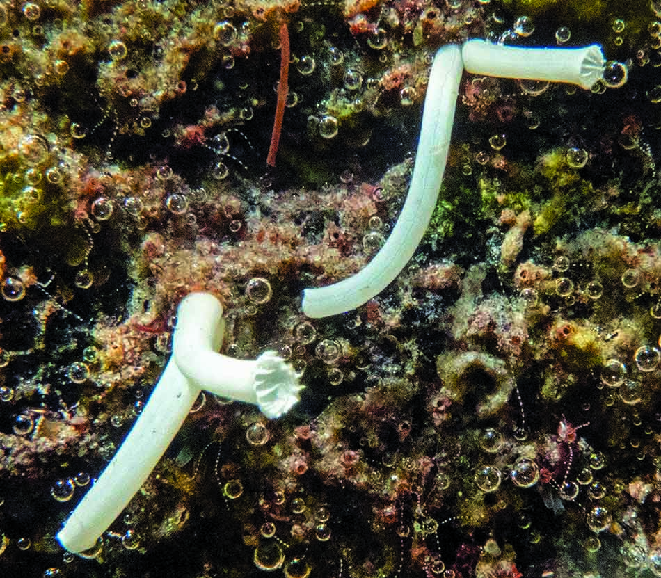 Weiße Korallen ragen aus einem Meeresboden, der reich an Biodiversität ist.