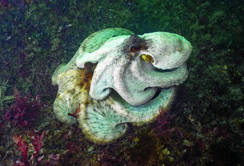 Ein majestätischer Tintenfisch tarnt sich zwischen der bunten Unterwasservegetation und zeigt die Schönheit des Tauchens.