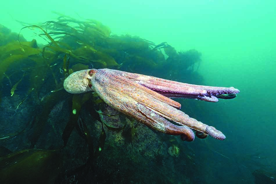 Ein majestätischer Tintenfisch bewegt sich zwischen den Unterwasseralgen, ein Symbol für den Reichtum des Meeres.