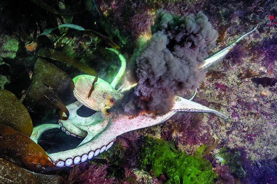 Ein Tintenfisch stößt eine Wolke aus Tinte in einer algereichen Unterwasserumgebung aus.