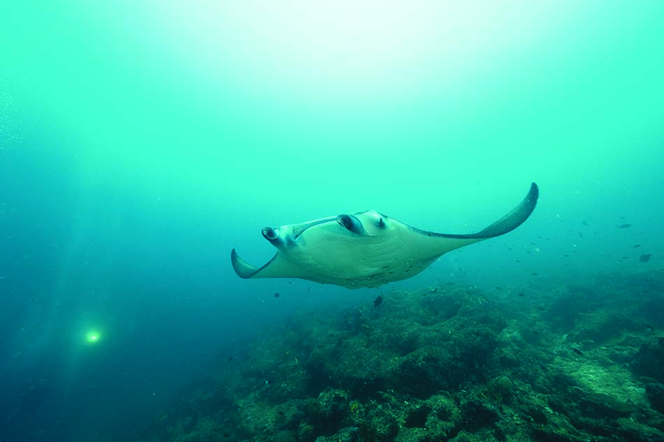 Ein majestätischer Manta gleitet durch das kristallklare Wasser und zeigt die Schönheit des Tauchens.