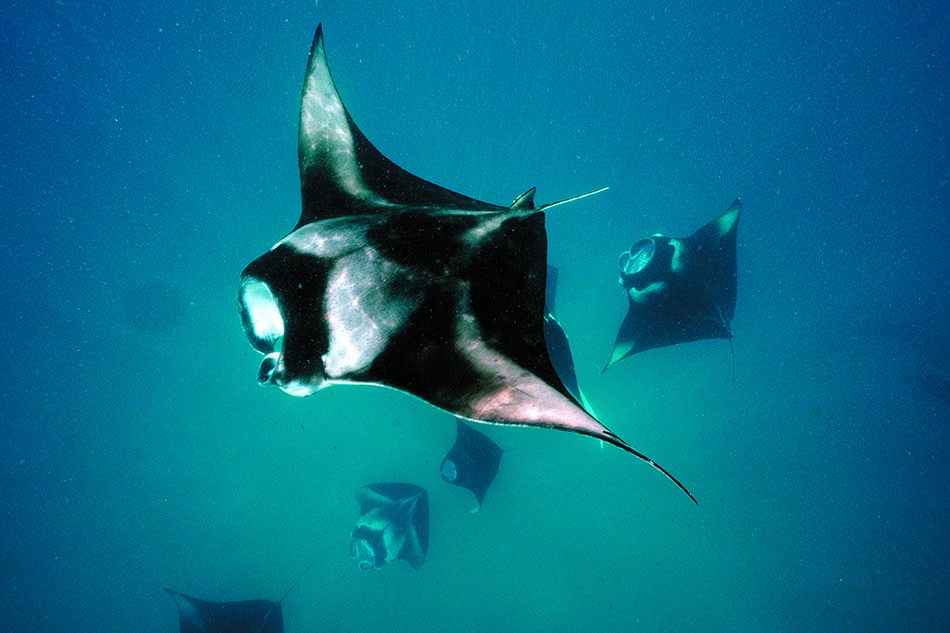 Majestätische Mantas gleiten durch das kristallklare Wasser und bieten den Tauchern ein faszinierendes Schauspiel.