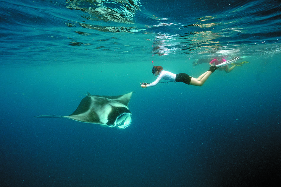 Eine Taucherin trifft auf einen majestätischen Manta in kristallklarem Wasser.