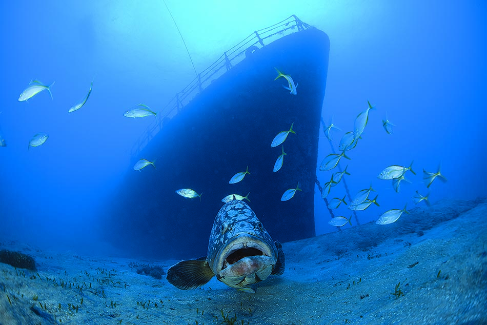Ein Fisch ruht am Grund des Ozeans, in der Nähe eines geheimnisvollen Wracks, das Taucher anzieht.