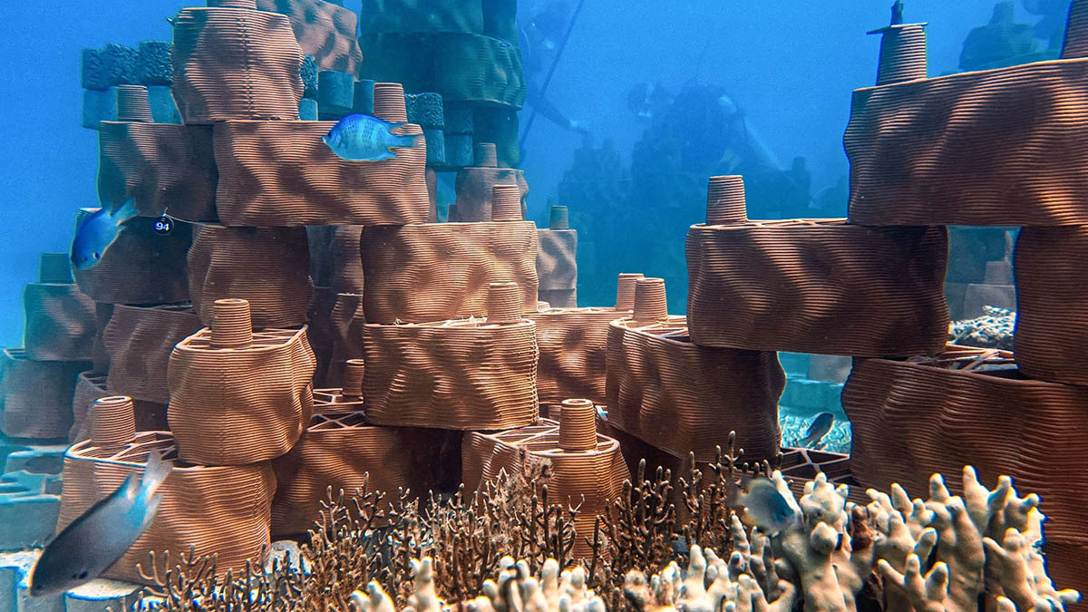Rrreefs1