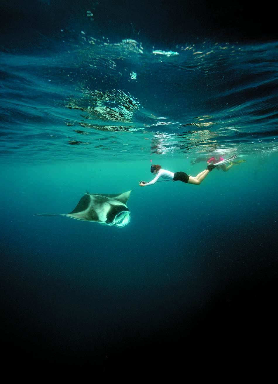 Ein Taucher beobachtet einen majestätischen Manta in den kristallklaren Gewässern eines Unterwasser-Riffs.