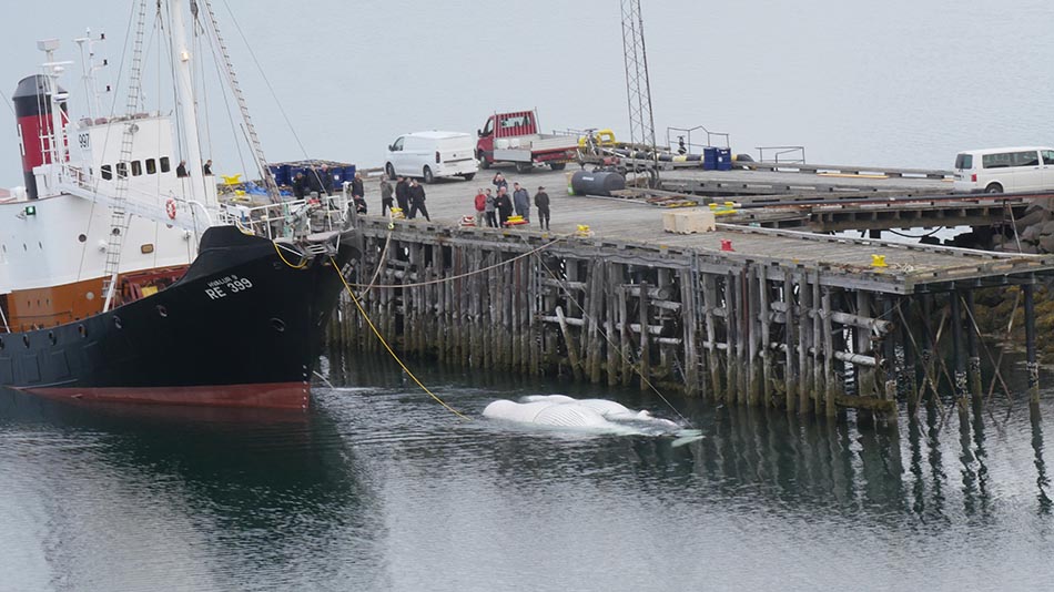 2 H9 with whale 1 and 2 and Loftson on dock (red jumper)