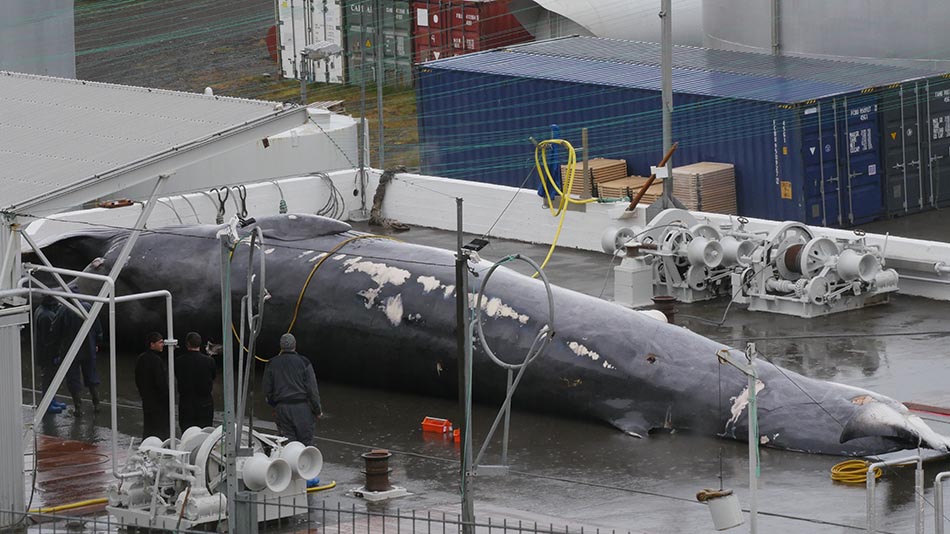 2 Whale 3 on deck