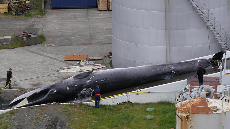 2 whale 2 slip