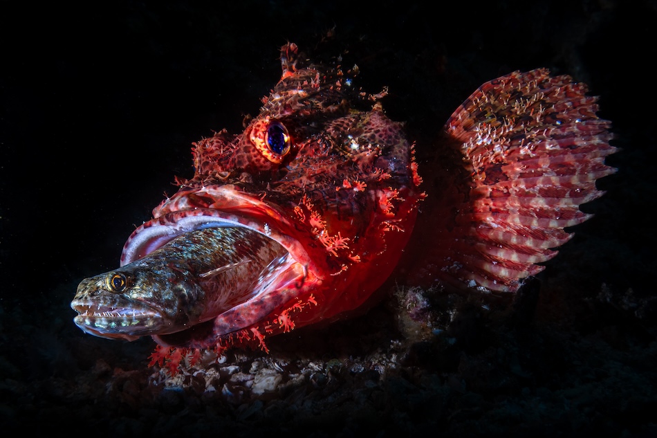 Animal Behaviour Compact Gold Andrea Michelutti Predator