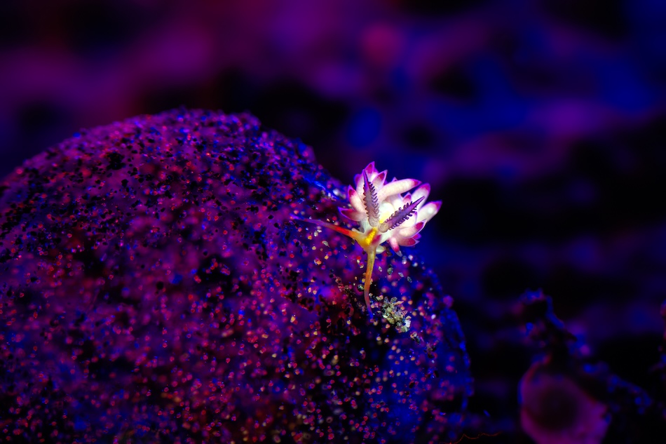 Creative Lighting Compact Gold Kathrin Landgraf Kluge ON A COLORFUL PLANET