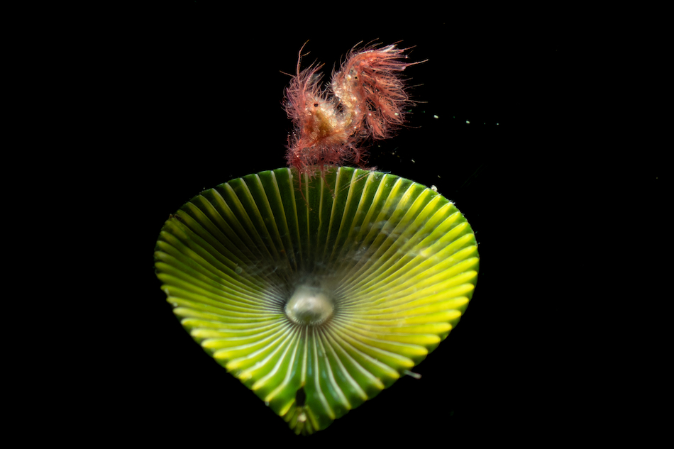 Crustaceans Compact Gold Pietro Cremone Heart of grass
