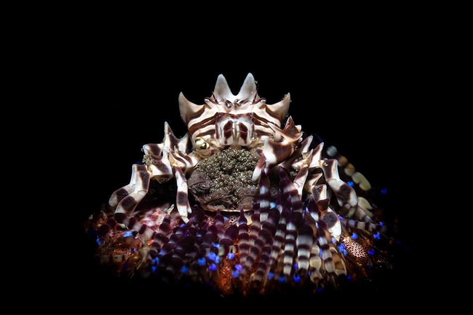 Crustaceans Open Gold Giancarlo Mazarese Symbiosis and Progeny