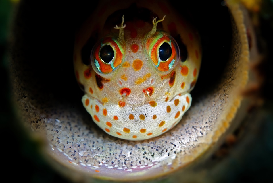 Macro Open Gold steven kovacs Guard duty