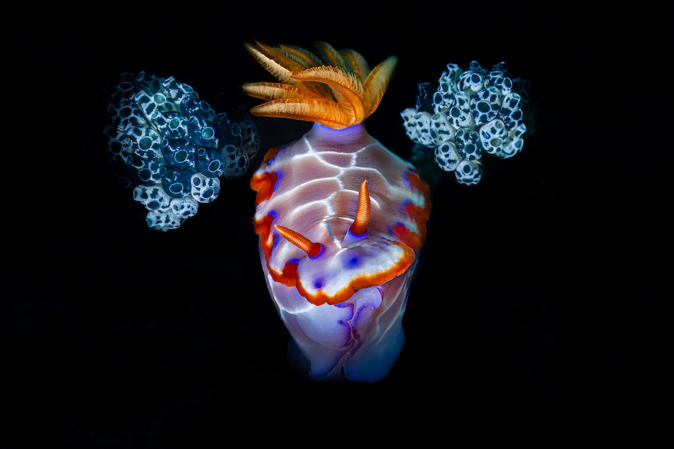 Nudibranchs Compact Gold Andrea Michelutti The Crown and the Jewels
