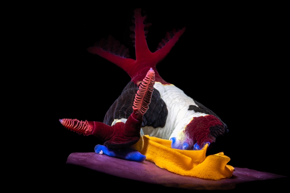 Nudibranchs Open Gold Giancarlo Mazarese The Moment of Laying